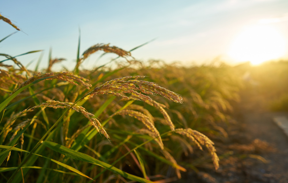 Agriculture